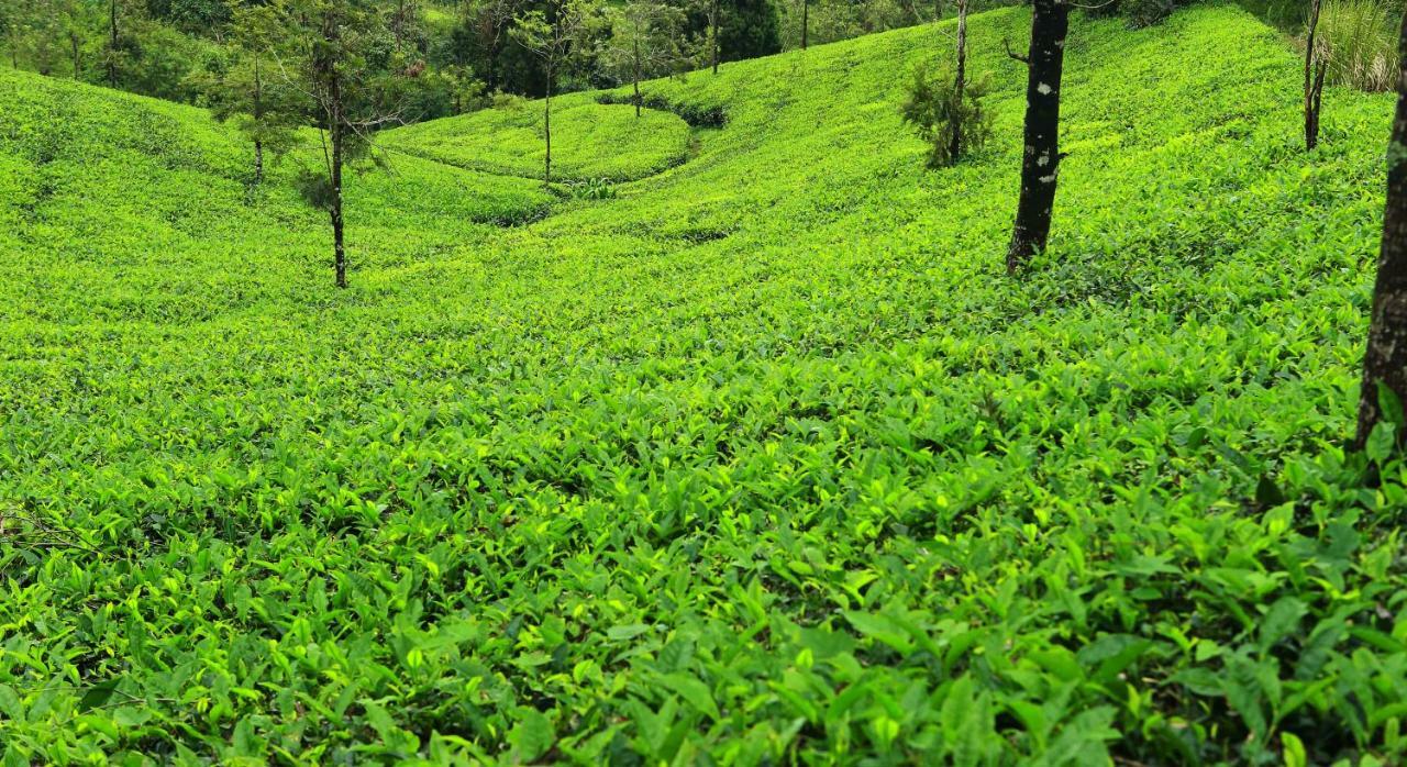 Misty Mountain Experience By Perfect Stays Pirmed ภายนอก รูปภาพ